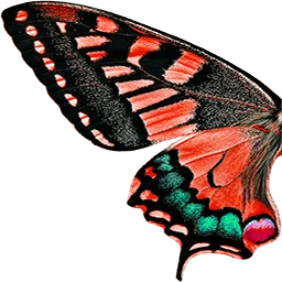 Aile de papillon